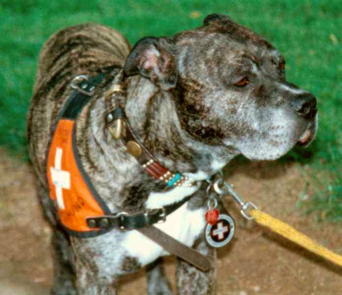 Apollo von Camitos, genannt Strolchi....ein Kampfrettungshund