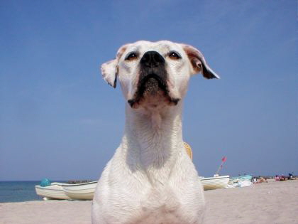 Inka...wachend am Strand